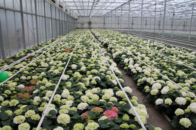 pepiniere-CAP D AIL-min_nursery-hydrangea-white-flowers-greenhouse-flower-1609210-pxhere.com